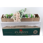 Dianthus Nelk ST BRUT (Funza CO)*20