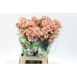 Dianthus Nelk CARAMEL (CO)*20