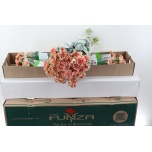 Dianthus Nelk ST CARAMEL (Funza CO)*20