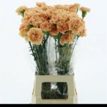 Dianthus Nelk ST Caroline Gold*20