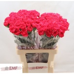 Dianthus Nelk ST Cervantes*20