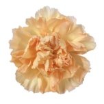 Dianthus Nelk ST Crimea*20