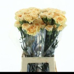 Dianthus Nelk ST Crimea*20