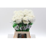 Dianthus Nelk DELPHI (CO)*20
