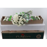 Dianthus Nelk ST DELPHI (Funza CO)*20