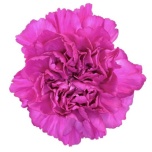 Dianthus Nelk ST Dark Farida*20