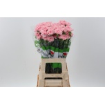 Dianthus Nelk ST DONCEL (Funza CO)*20