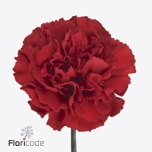 Dianthus Nelk GRANDSOLE (CO)*20