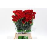 Dianthus Nelk GRANDSOLE (CO)*20