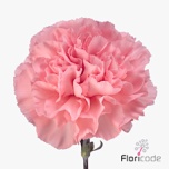Dianthus Nelk NAHEMA (CO)*20