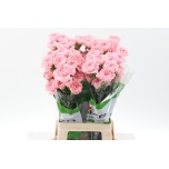 Dianthus Nelk ST NAHEMA (Funza CO)*20