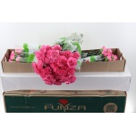 Dianthus Nelk ST TONIC GOLEM (Funza CO)*20