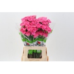 Dianthus Nelk ST TONIC GOLEM (Funza CO)*20