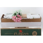 Dianthus Nelk ST ESSIANA (Funza CO)*20