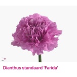 Dianthus Nelk ST Farida*20