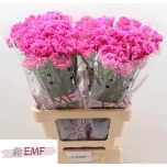 Dianthus Nelk ST Farida*20