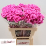 Dianthus Nelk ST Farida*20