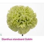 Dianthus Nelk ST Goblin*20