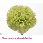 Dianthus Nelk ST Goblin*20