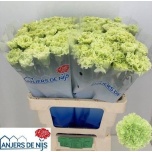 Dianthus Nelk ST Goblin*20