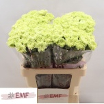 Dianthus Nelk ST Goblin*20