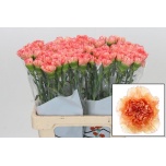 Dianthus Nelk ST Goopy Geer*20