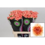 Dianthus Nelk Goopy Geer*20
