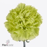 Dianthus Nelk ST GREEN MARTY (Funza CO)*20