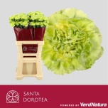 Dianthus Nelk ST GREEN MARTY (Funza CO)*20