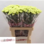 Dianthus Nelk ST GREEN MARTY (Funza CO)*20