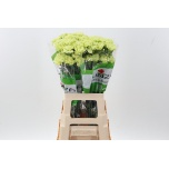Dianthus Nelk ST GREEN MARTY (Funza CO)*20