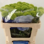 Dianthus Nelk BR Green Trick 50cm*10