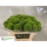 Dianthus Nelk BR Green Trick 50cm*10