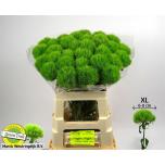 Dianthus Nelk BR Green Trick 60cm*10