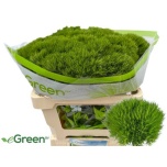 Dianthus Nelk BR Green Wicky 50cm*10