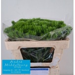 Dianthus Nelk BR Green Wicky 50cm*10