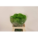 Dianthus Nelk BR Green Wicky 60cm*10