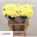 Dianthus Nelk ST Hermes*20