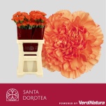 Dianthus Nelk ST Hermes Orange*20
