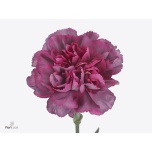 Dianthus Nelk ST HYPNOSIS (Funza CO)*20