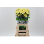 Dianthus Nelk ST ILIAD (Funza CO)*20