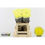 Dianthus Nelk Janeiro*20