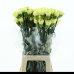 Dianthus Nelk ST Janeiro*20