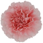 Dianthus Nelk ST JODIE (Funza CO)*20