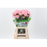 Dianthus Nelk ST Jodie*20