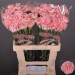 Dianthus Nelk ST JODIE (Funza CO)*20