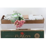 Dianthus Nelk ST JODIE (Funza CO)*20