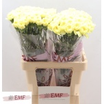 Dianthus Nelk ST Kiro*20