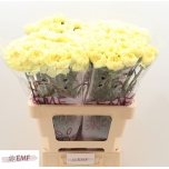 Dianthus Nelk ST Kiro*20