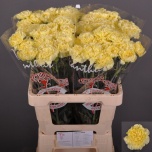 Dianthus Nelk ST Kiro*20